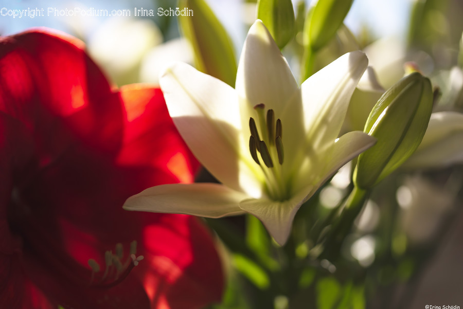 Plant, Flower, Blossom, Geranium, Pollen