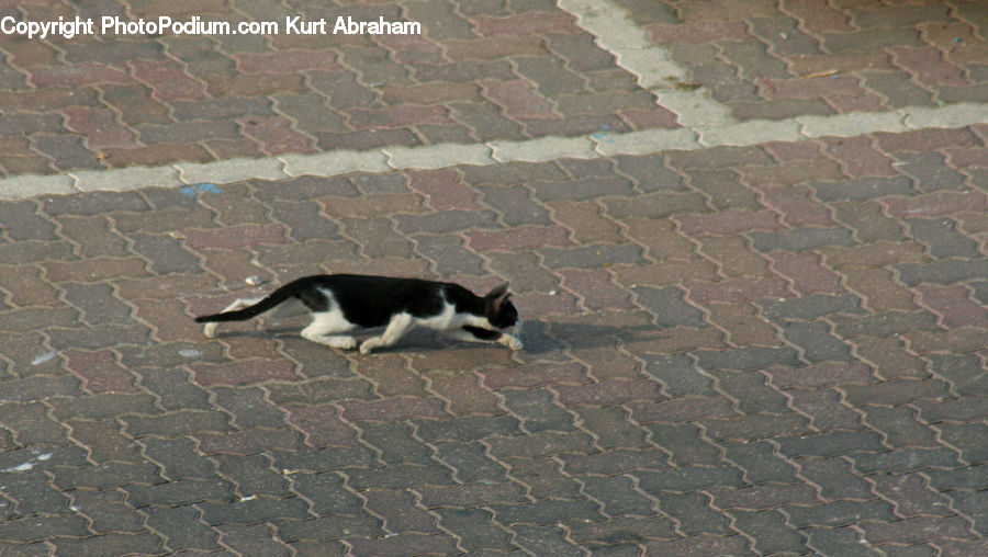 Animal, Cat, Mammal, Pet, Canine, Dog, Husky