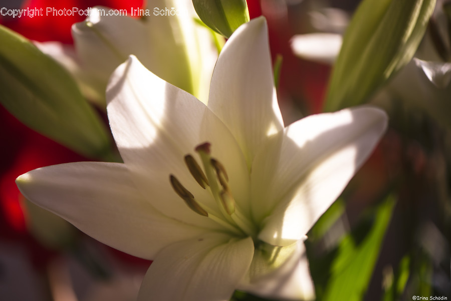 Plant, Lily, Flower, Blossom