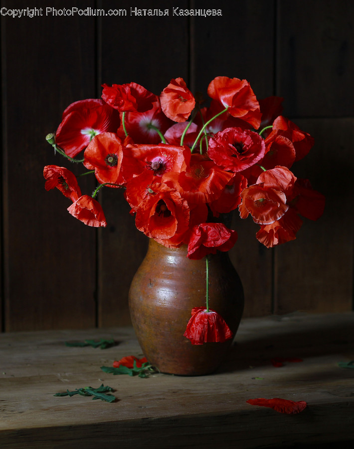 Plant, Flower, Blossom, Flower Arrangement, Flower Bouquet