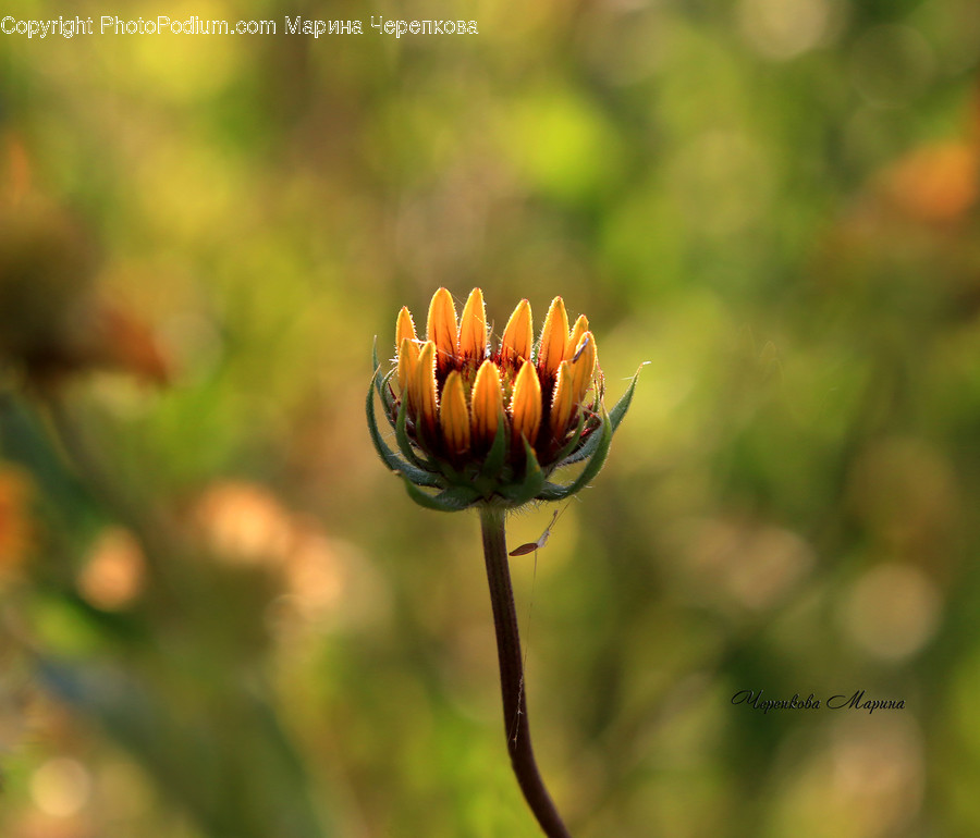 Plant, Bud, Flower, Sprout, Blossom