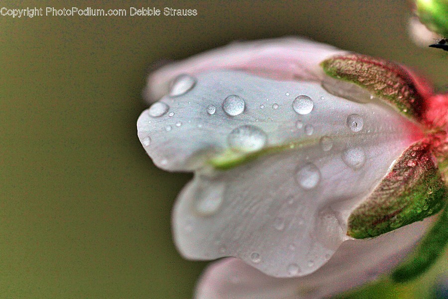 Droplet, Leaf, Plant, Flower, Blossom