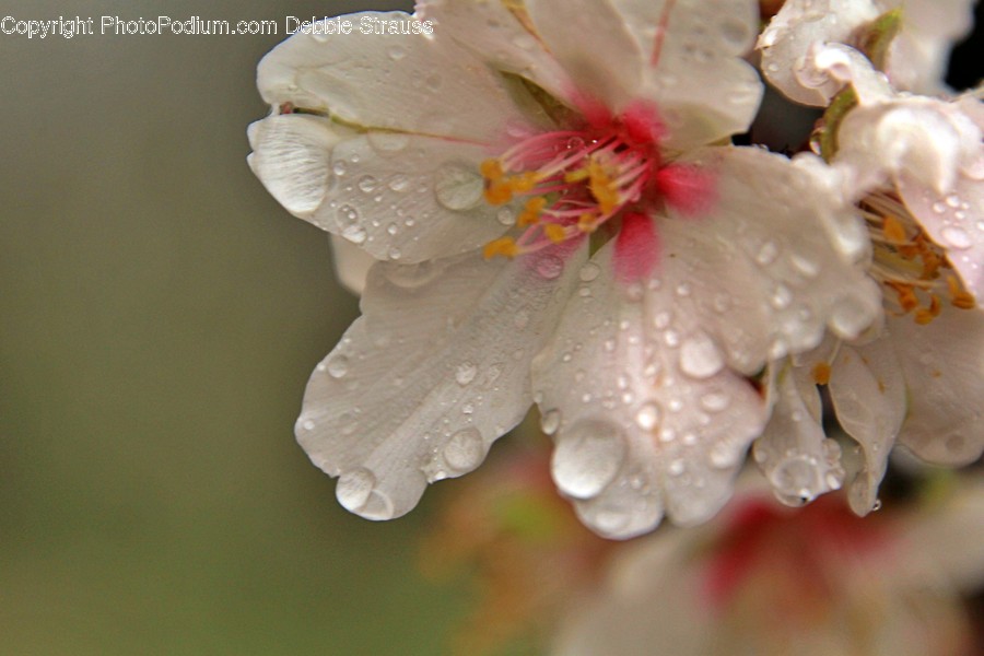 Plant, Geranium, Flower, Blossom, Pollen