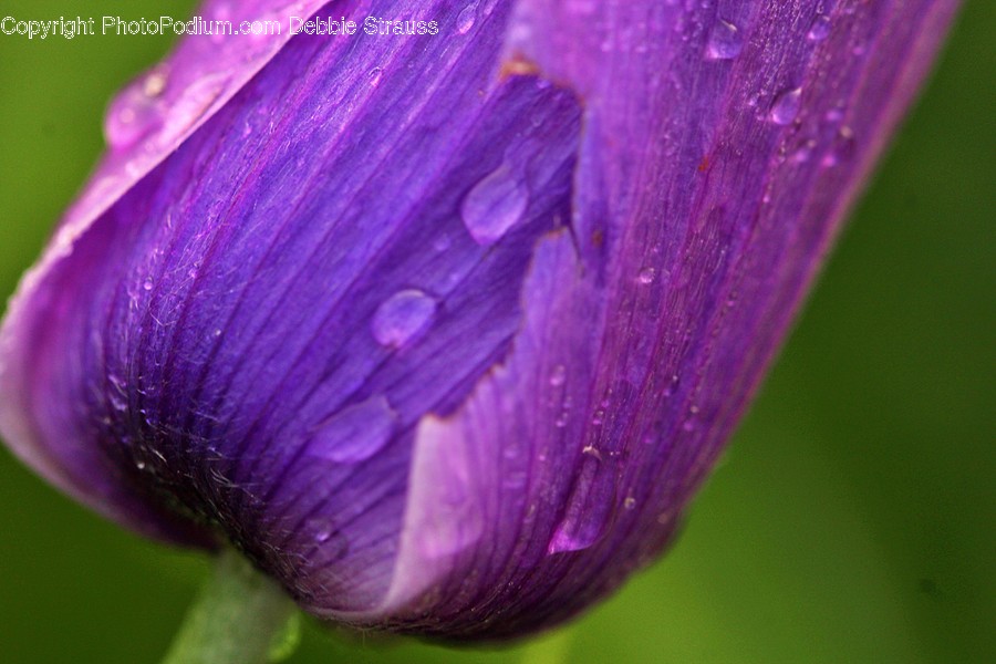 Plant, Flower, Blossom, Crocus, Purple