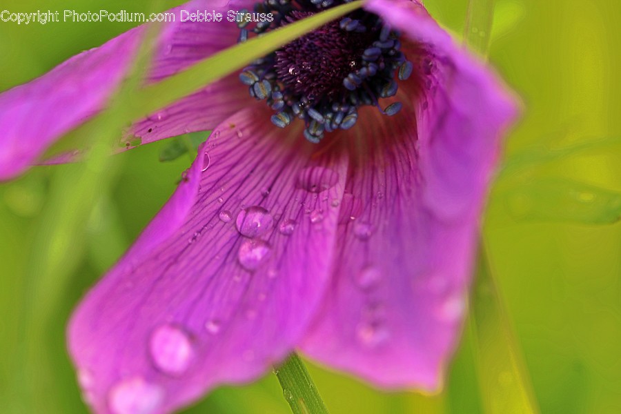 Plant, Pollen, Geranium, Flower, Blossom
