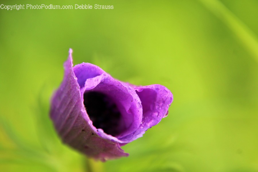 Plant, Geranium, Flower, Blossom, Rose