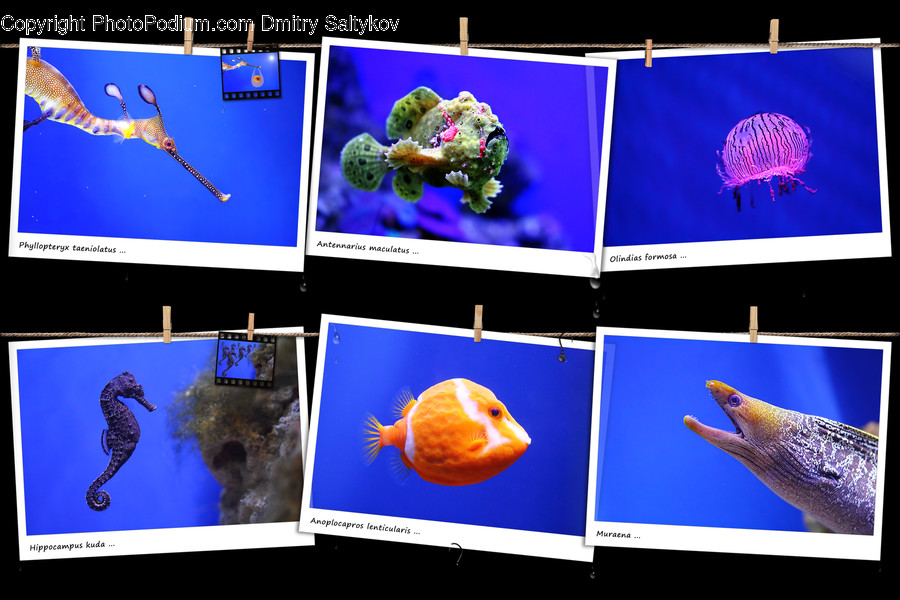 Fish, Animal, Monitor, Electronics, Screen
