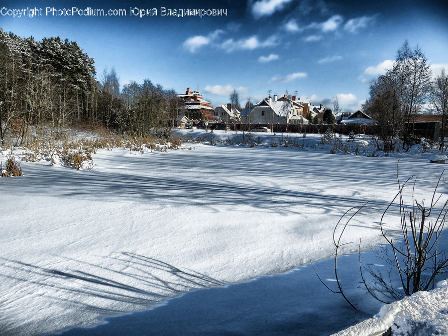 Tree, Plant, Fir, Abies, Outdoors