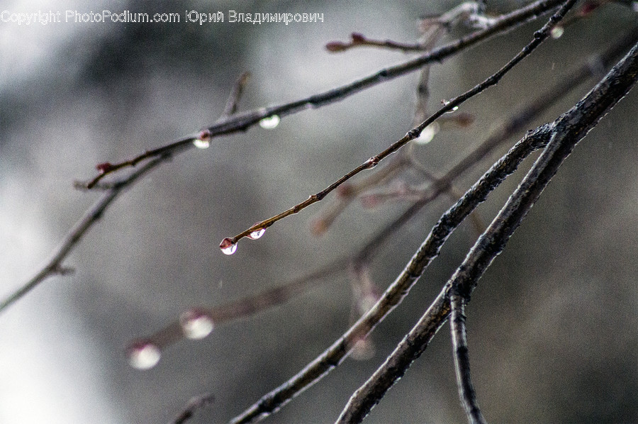 Droplet, Leaf, Plant, Outdoors, Bow