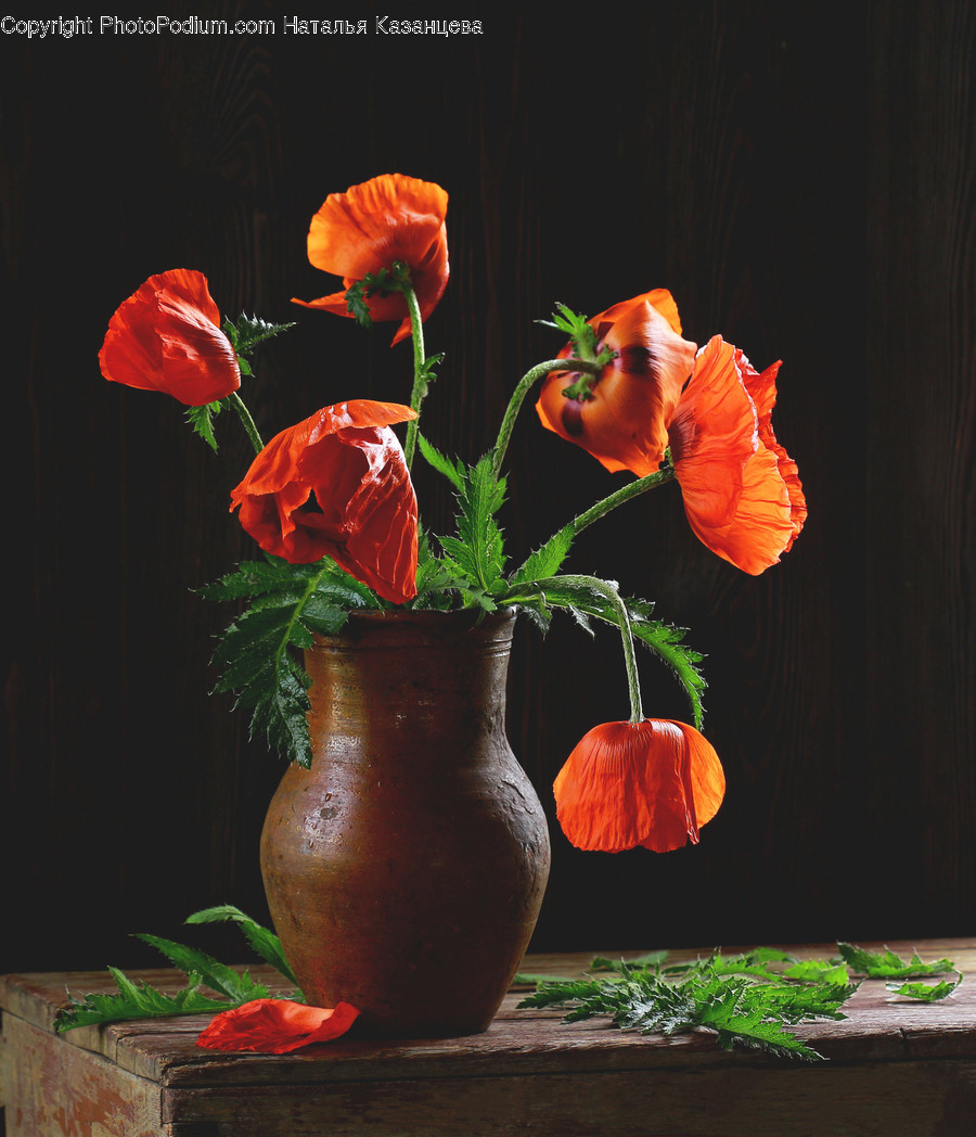 Plant, Flower, Blossom, Geranium, Flower Arrangement