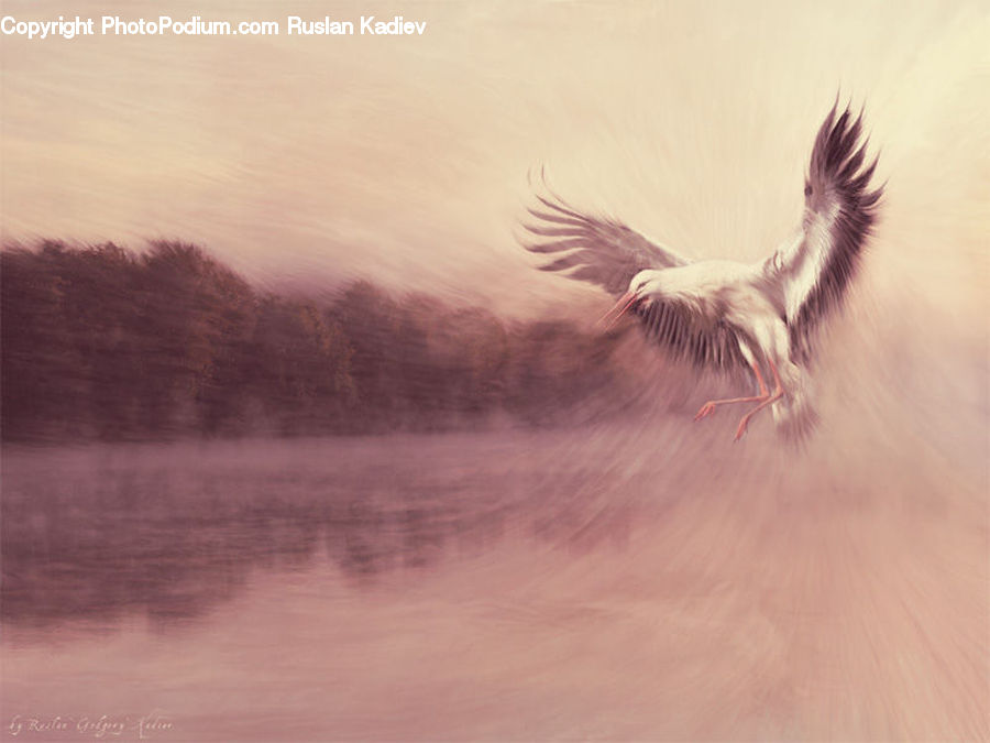 Bird, Crane Bird, Heron, Dawn, Dusk, Sky, Sunrise