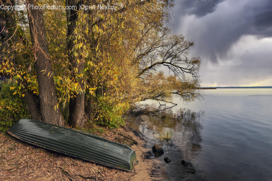 Nature, Outdoors, Tree, Plant, Water