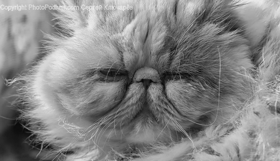 Cat, Pet, Mammal, Animal, Angora