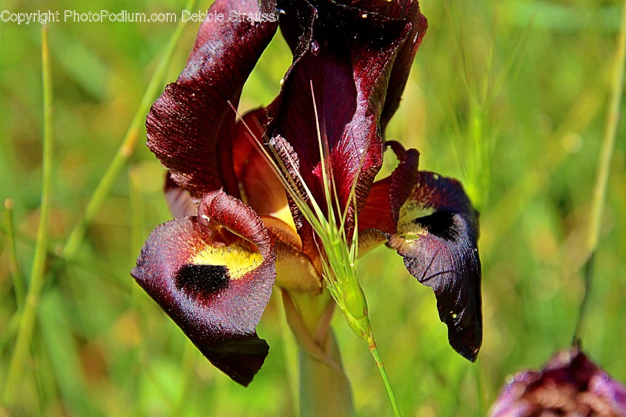 Iris, Plant, Flower, Blossom, Bird