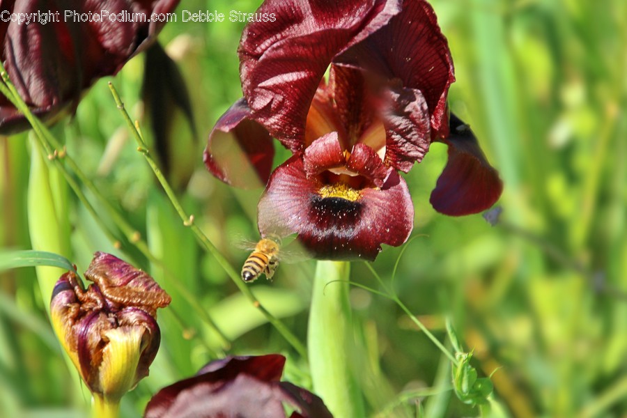 Wasp, Hornet, Andrena, Bee, Animal