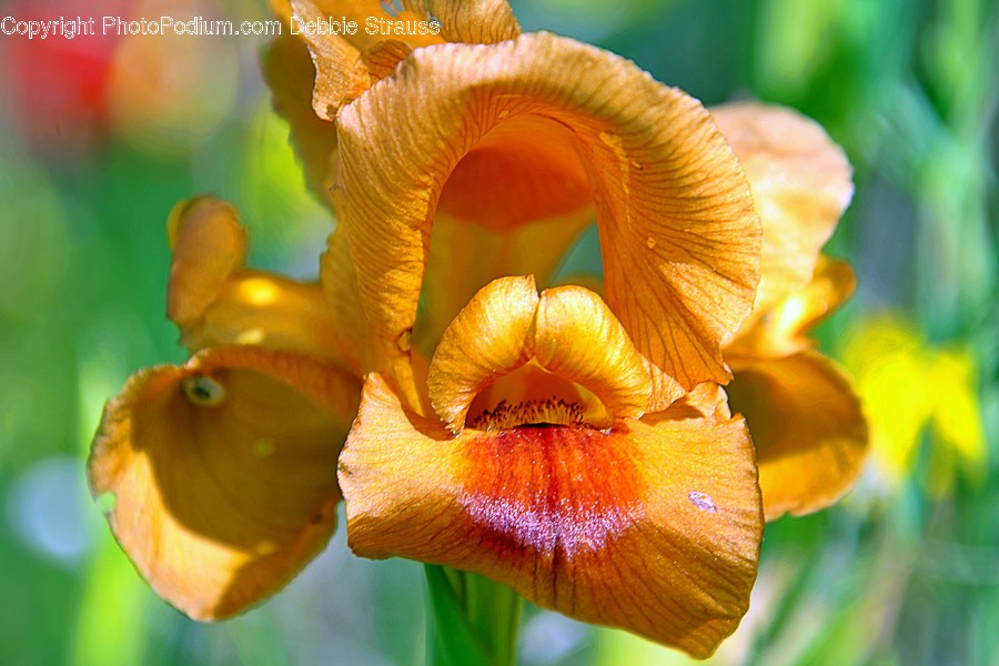 Iris, Plant, Flower, Blossom, Fungus