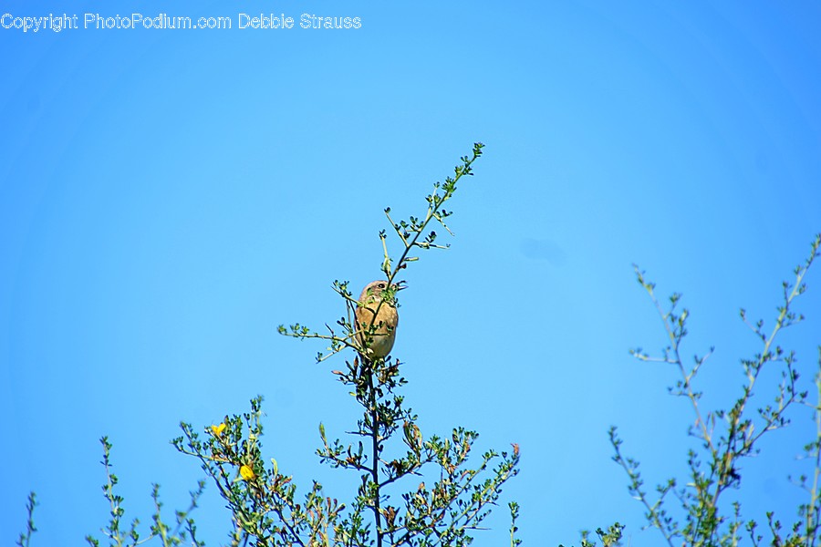 Bird, Animal, Anthus, Sparrow, Finch
