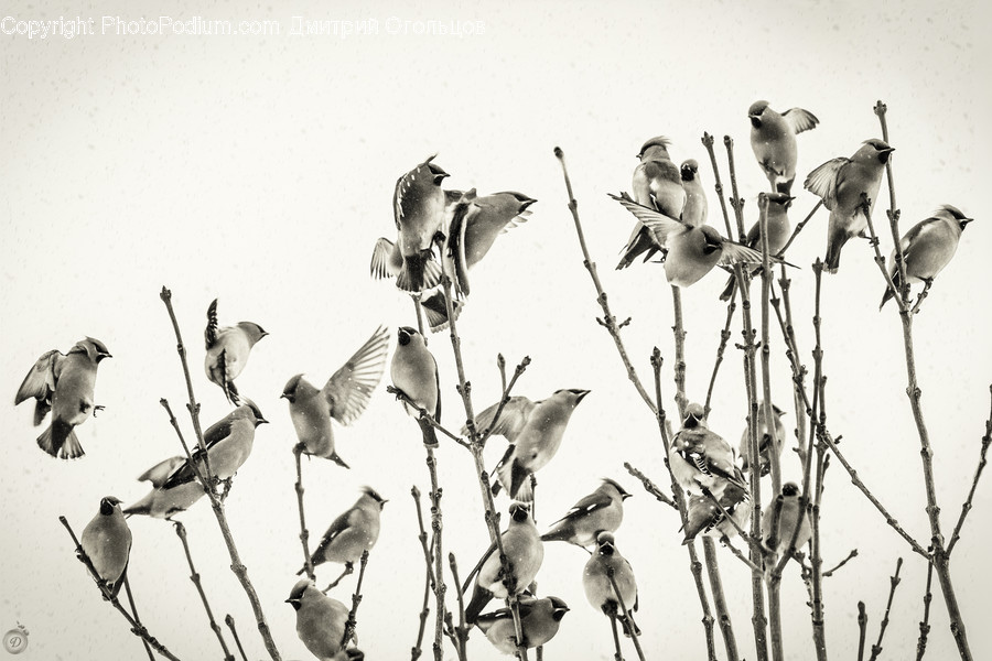 Bird, Animal, Flock, Dove, Pigeon