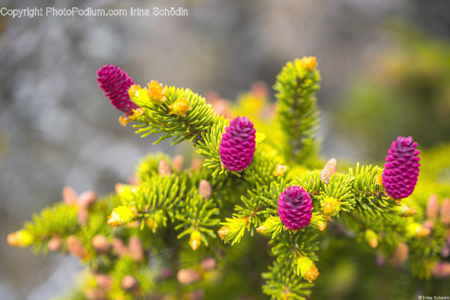 Tree, Plant, Conifer, Larch, Fir