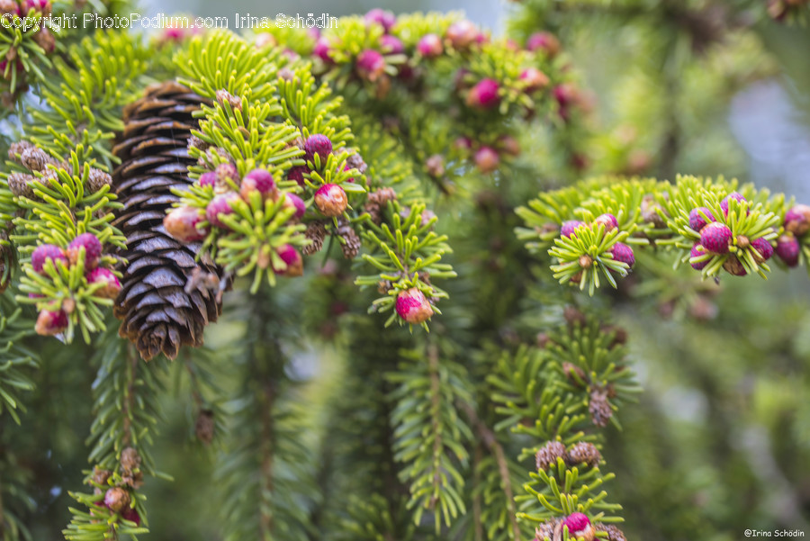 Tree, Plant, Conifer, Larch, Pine