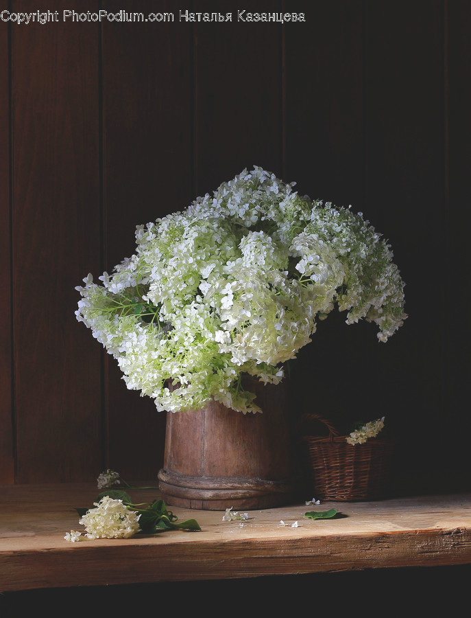 Plant, Bush, Vegetation, Flower, Blossom