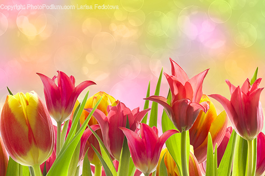 Plant, Flower, Blossom, Tulip, Petal