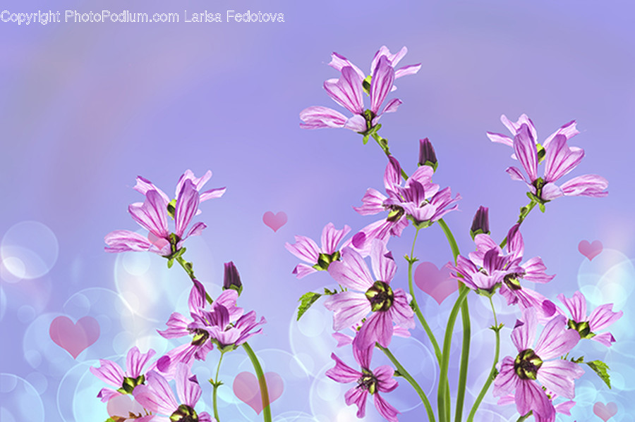 Spring, Plant, Flower, Blossom, Aster