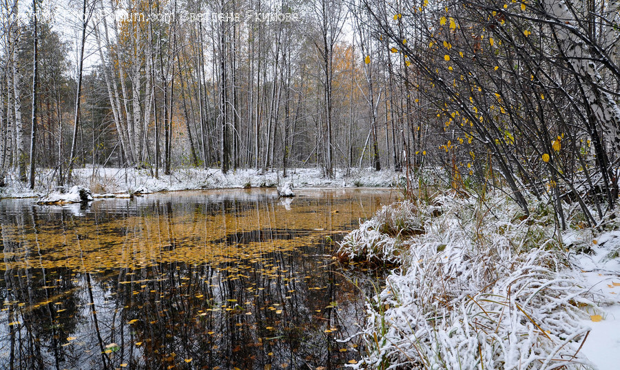 Land, Nature, Outdoors, Water, Swamp