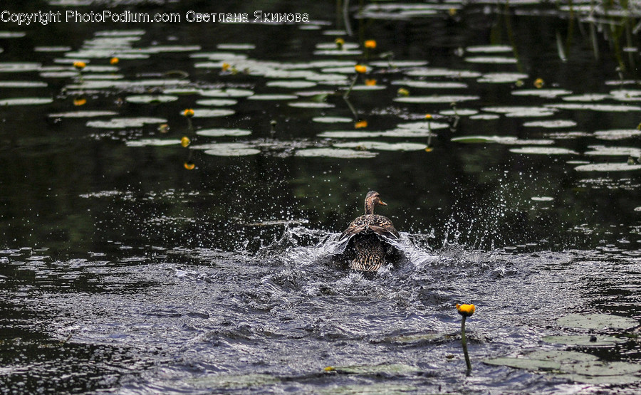 Outdoors, Water, Person, Human, Ripple