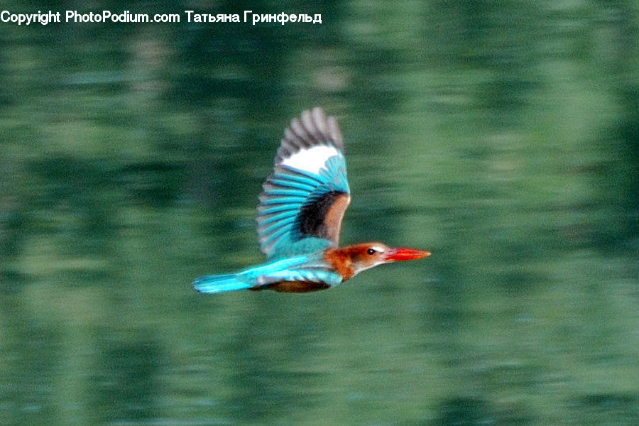People, Person, Human, Bird, Flicker Bird, Woodpecker, Bee Eater