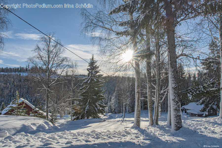 Tree, Plant, Fir, Abies, Outdoors