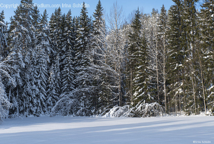 Tree, Plant, Fir, Abies, Pine