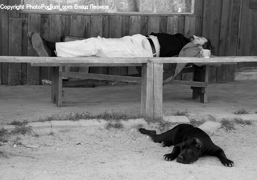 Animal, Bench, Chair, Furniture, Angus, Bull, Mammal