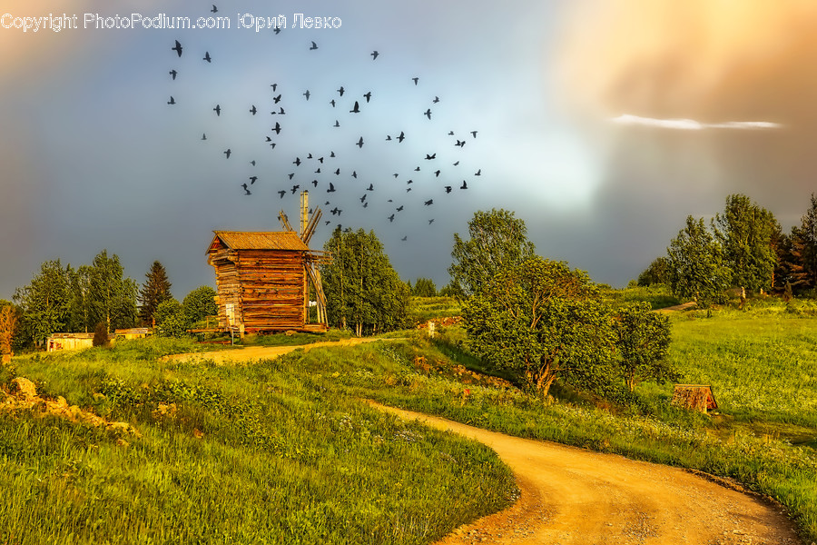 Nature, Outdoors, Bird, Animal, Countryside