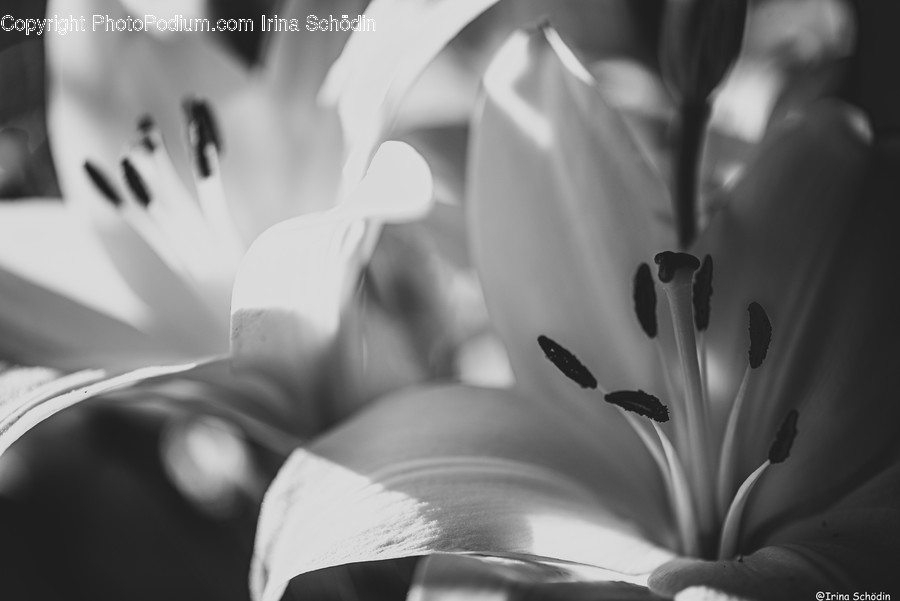 Plant, Lily, Flower, Blossom, Pollen