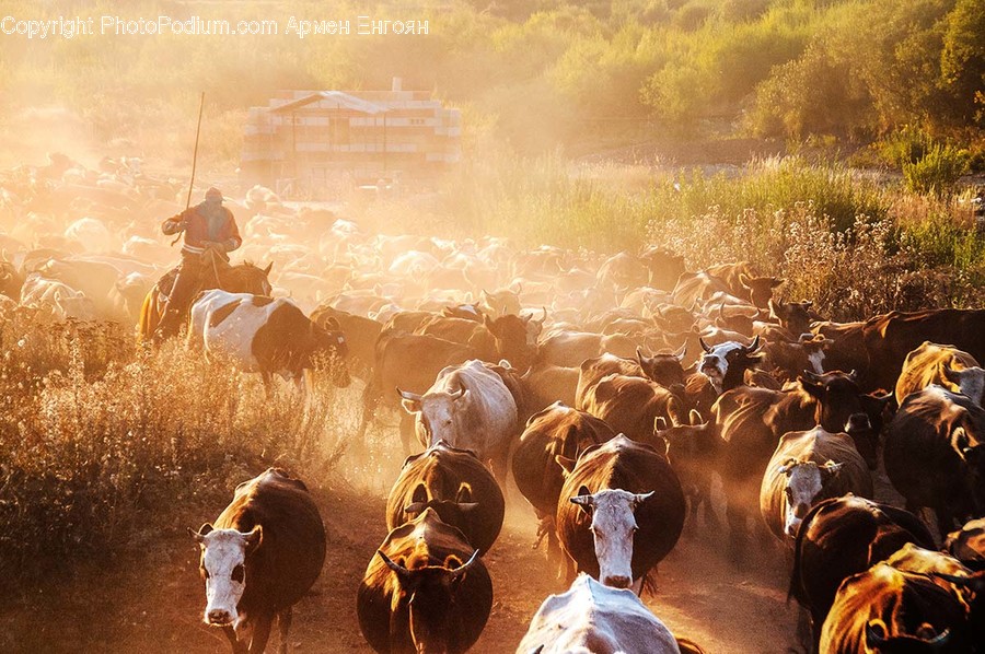 Cow, Animal, Mammal, Cattle, Person