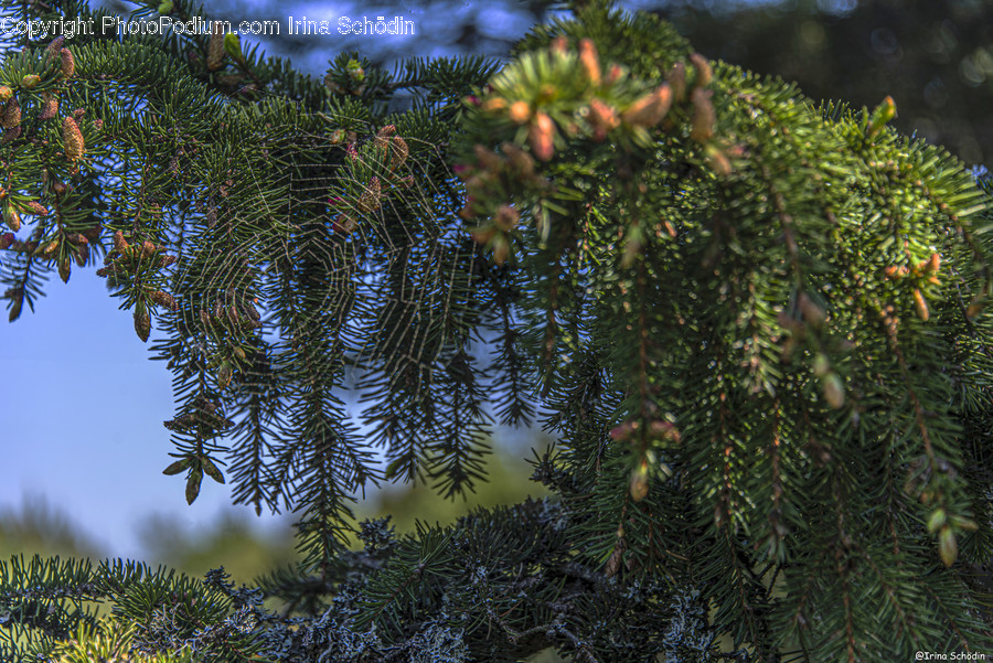 Tree, Plant, Conifer, Fir, Abies
