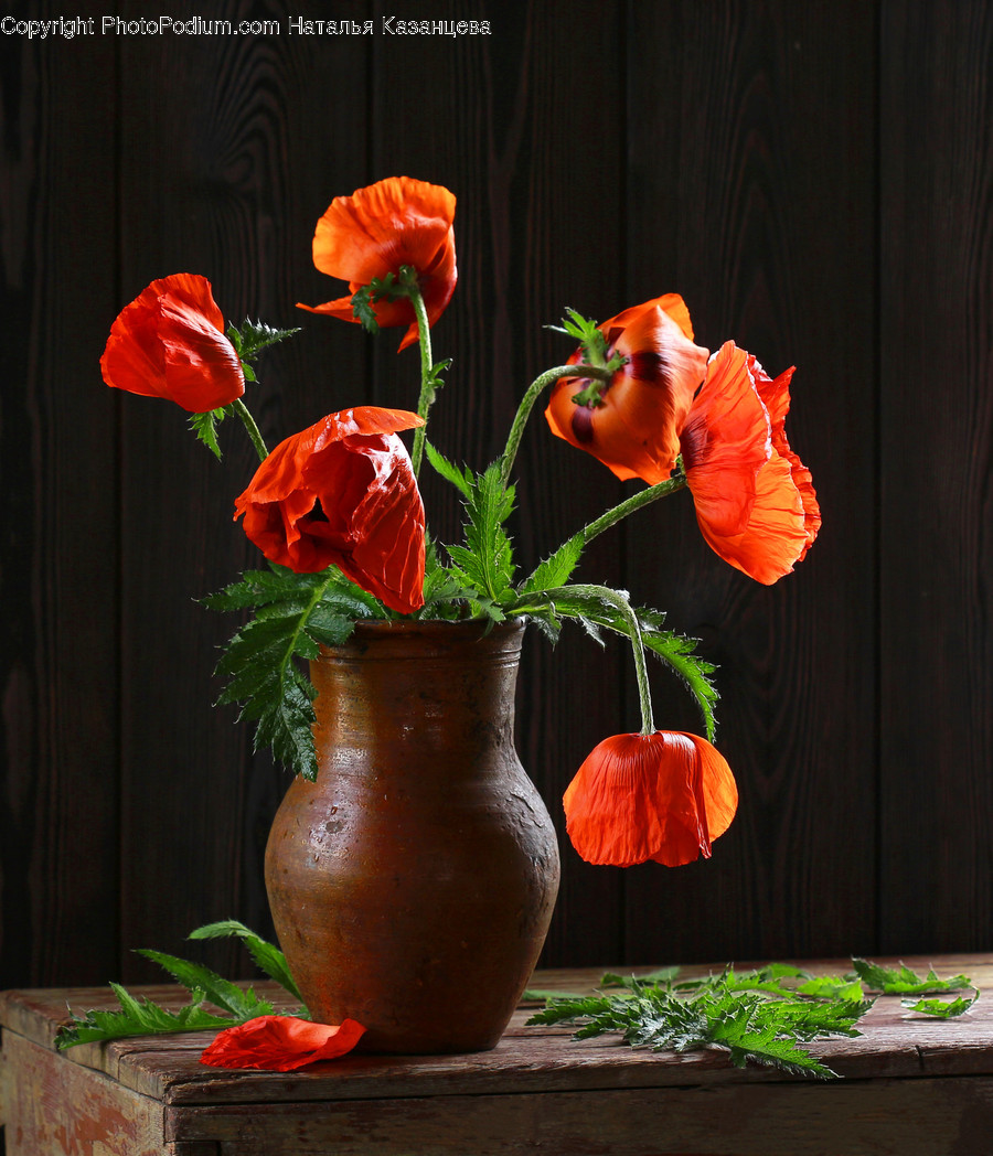 Plant, Flower, Blossom, Flower Arrangement, Flower Bouquet