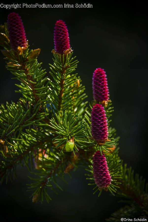 Plant, Tree, Fir, Abies, Conifer