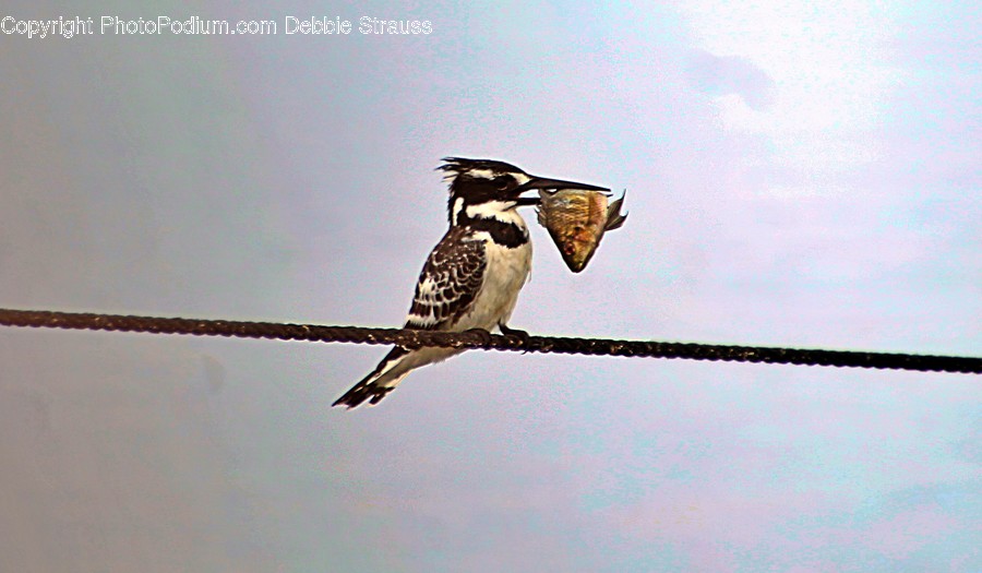 Bird, Animal, Woodpecker, Flicker Bird, Finch