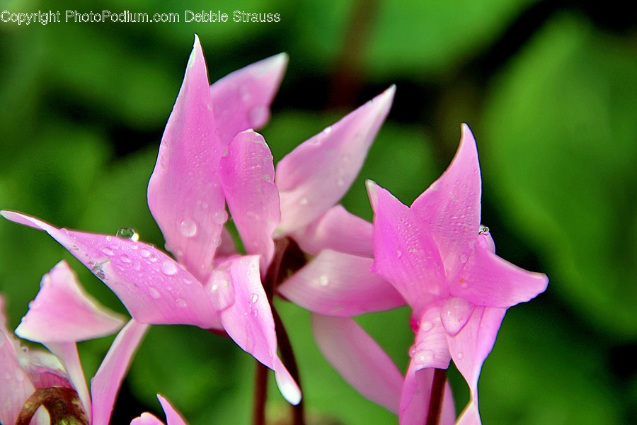 Plant, Flower, Blossom, Iris, Geranium