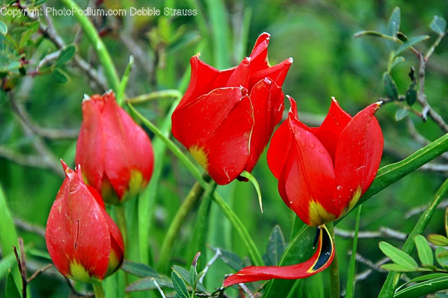 Plant, Flower, Blossom, Geranium, Petal