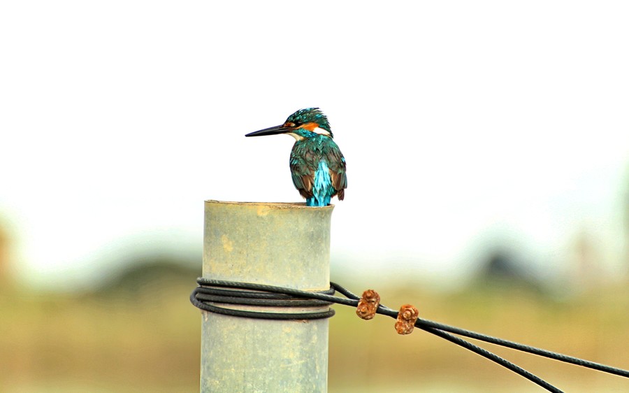 Bee Eater, Bird, Animal, Jay, Bluebird