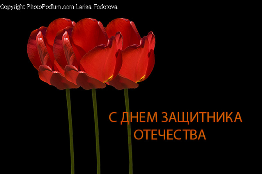 Plant, Rose, Flower, Blossom, Petal