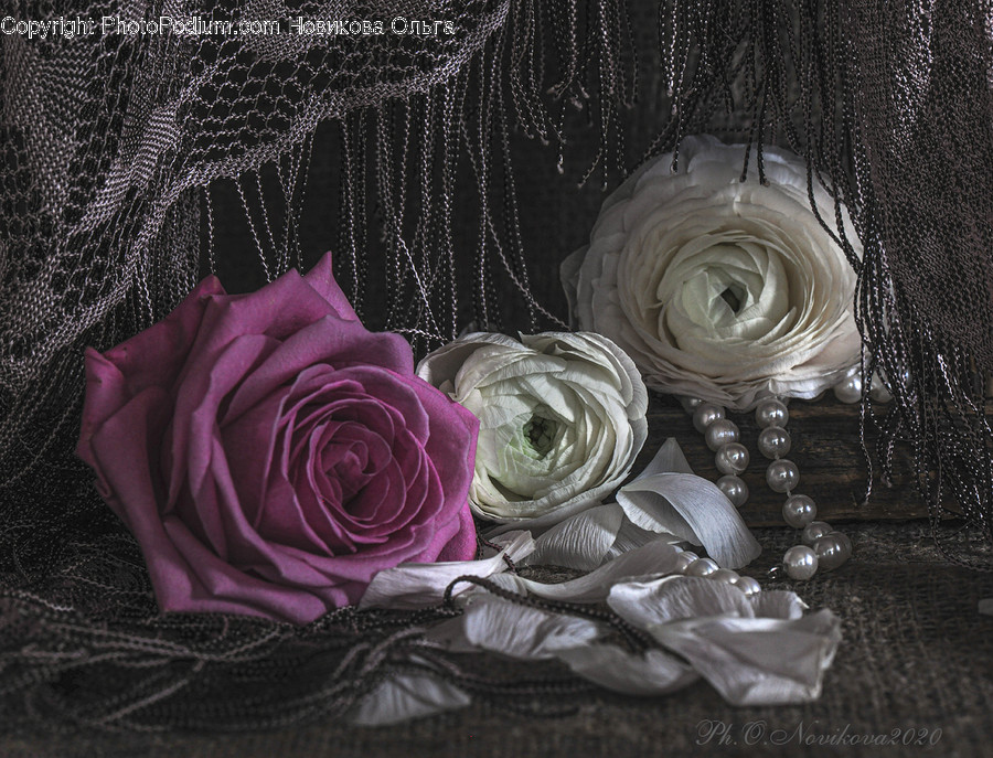 Rose, Plant, Flower, Blossom, Accessories