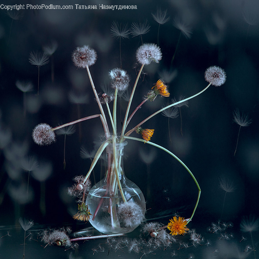 Plant, Flower, Blossom, Dandelion, Photography