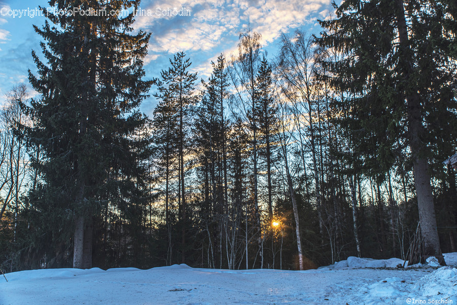 Tree, Plant, Fir, Abies, Conifer