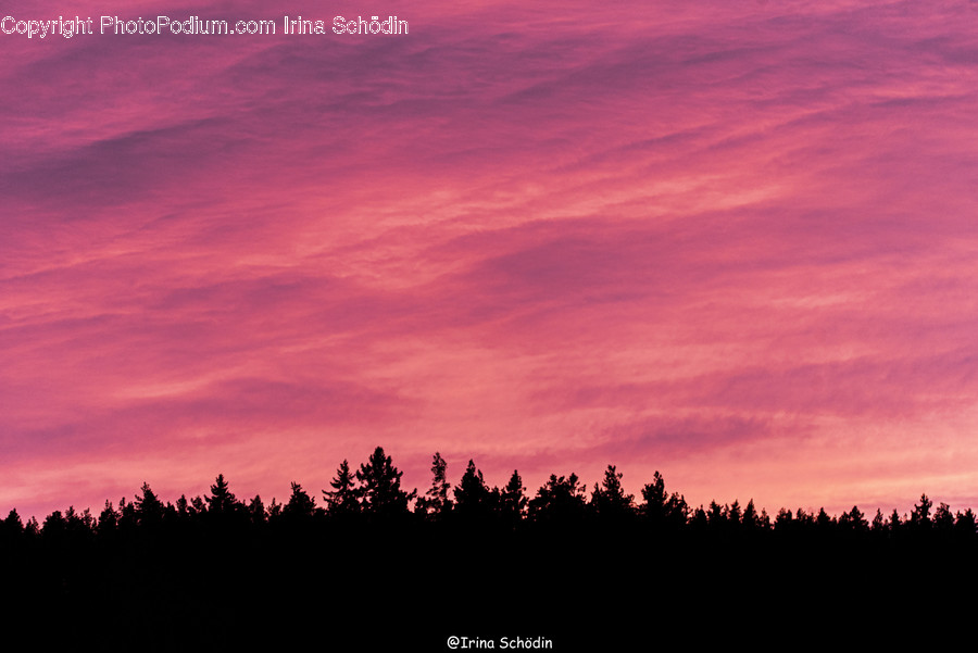 Tree, Plant, Silhouette, Fir, Abies