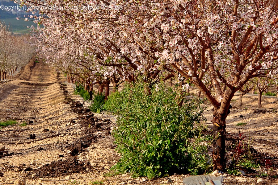 Plant, Flower, Blossom, Tree, Tree Trunk