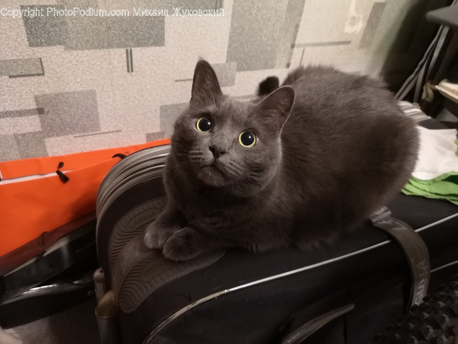 Cat, Pet, Animal, Mammal, Furniture
